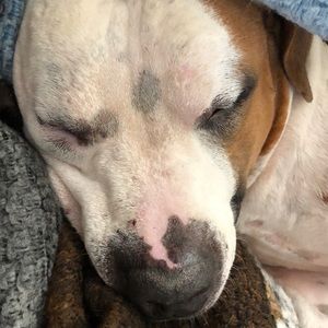 Meet your Posher, Lulu